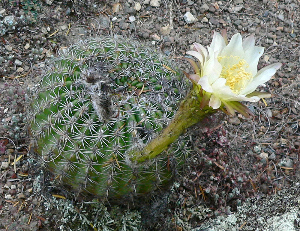 Echinopsis mamillosa