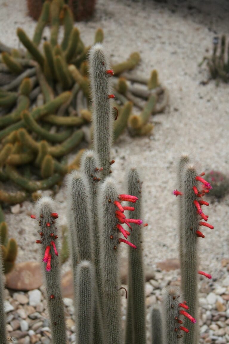 Cleistocactus jujuyensis (Cleistocactus jujuyensis)