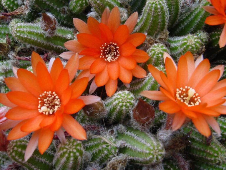Chamaecereus silvestrii (Chamaecereus silvestrii)