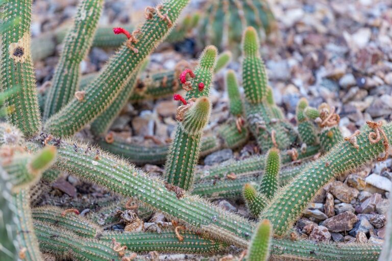 Borzicactus samaipatanus (Borzicactus samaipatanus)
