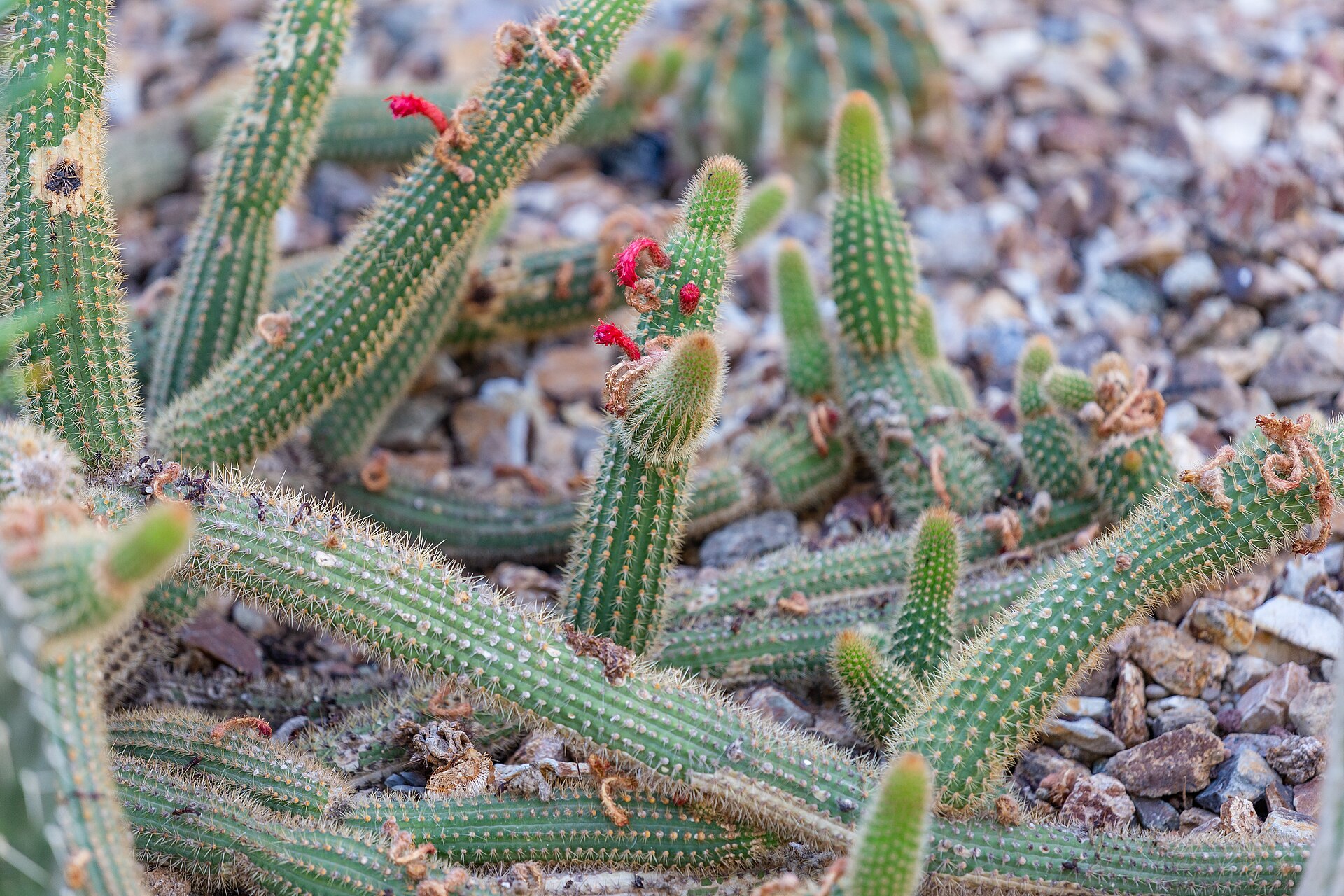Borzicactus samaipatanus