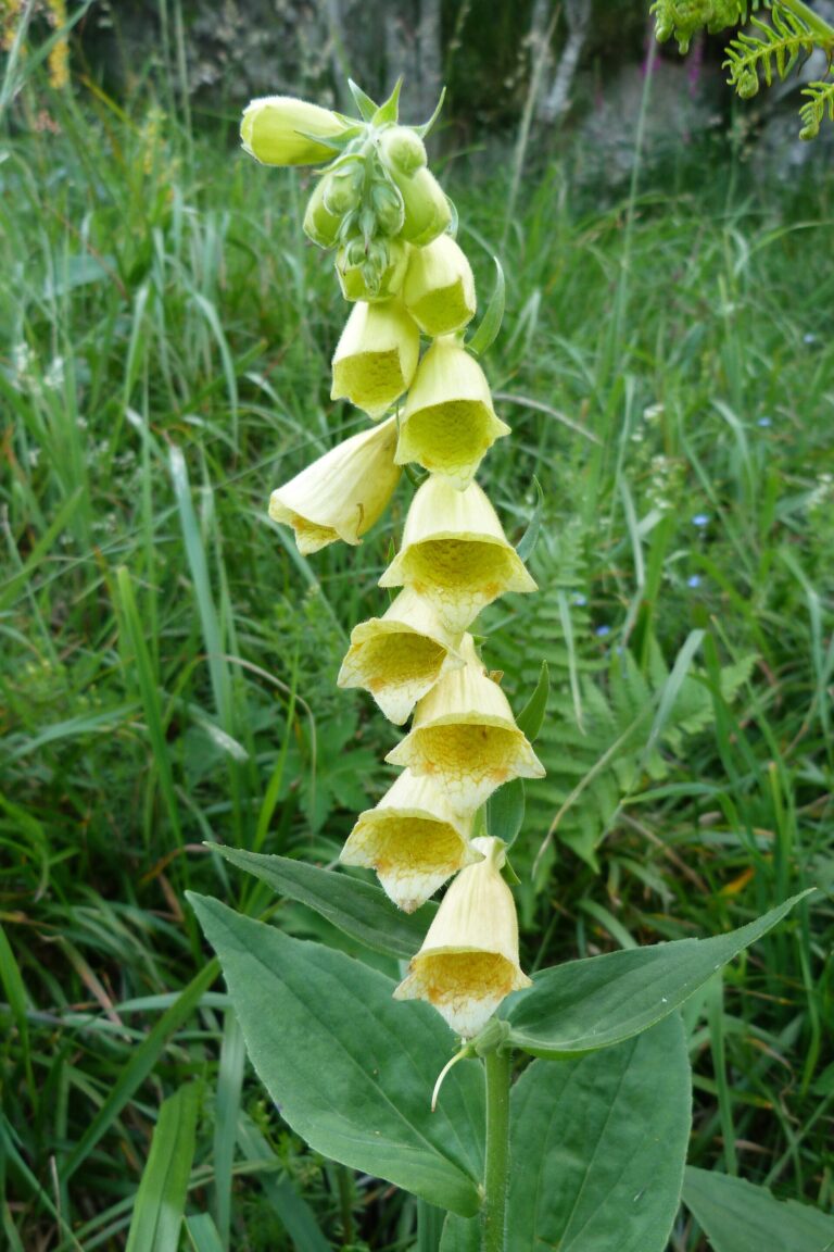 Náprstník velkokvětý (Digitalis grandiflora)