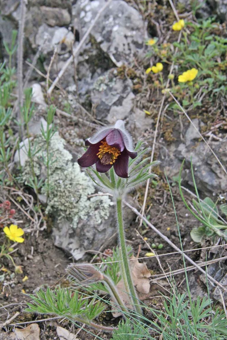 Koniklec luční (Pulsatilla pratensis)