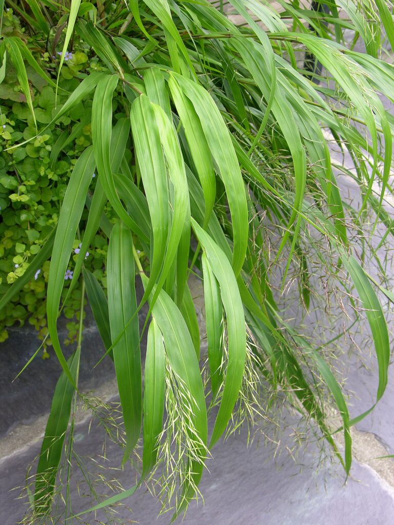 Hakonechloa macra (Hakonechloa macra)