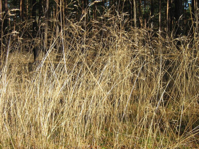 Metlice křivolaká (Deschampsia flexuosa)