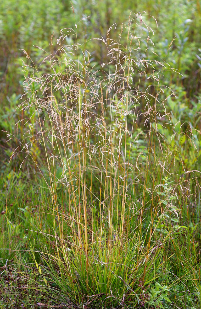 Metlice trsnatá (Deschampsia cespitosa)