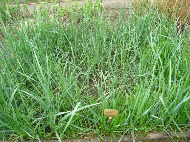 Ječmence hroznovitá (Leymus racemosus)