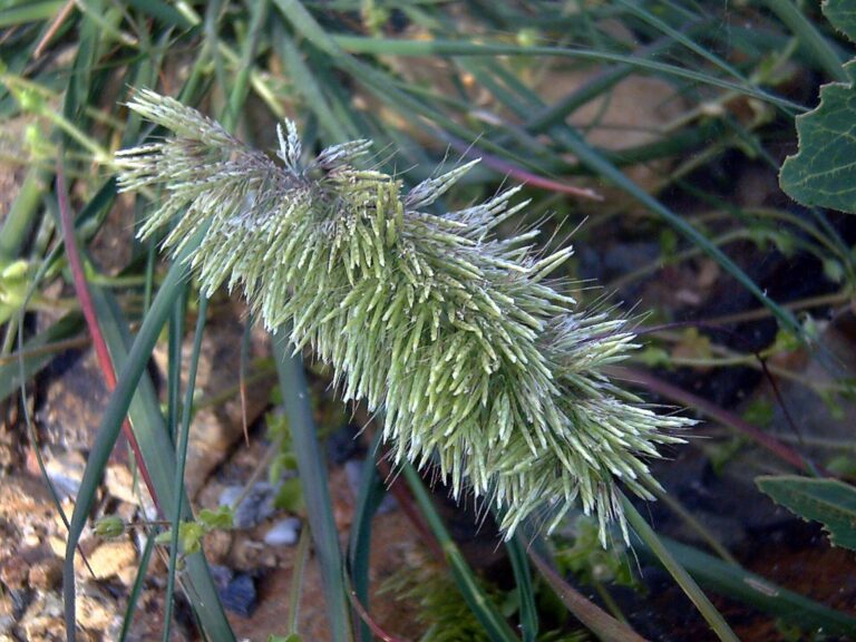 Zlatochvost zlatý (Lamarckia aurea)