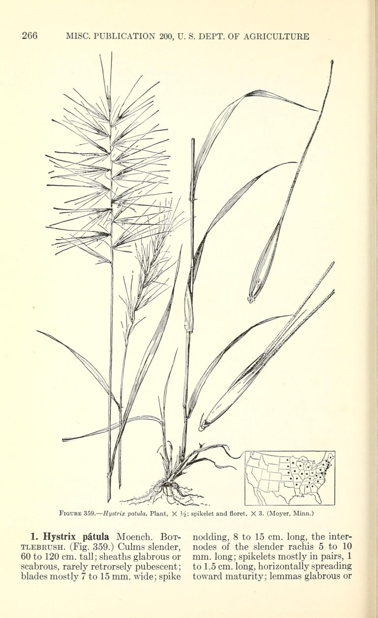 Hystrix patula (Hystrix patula)