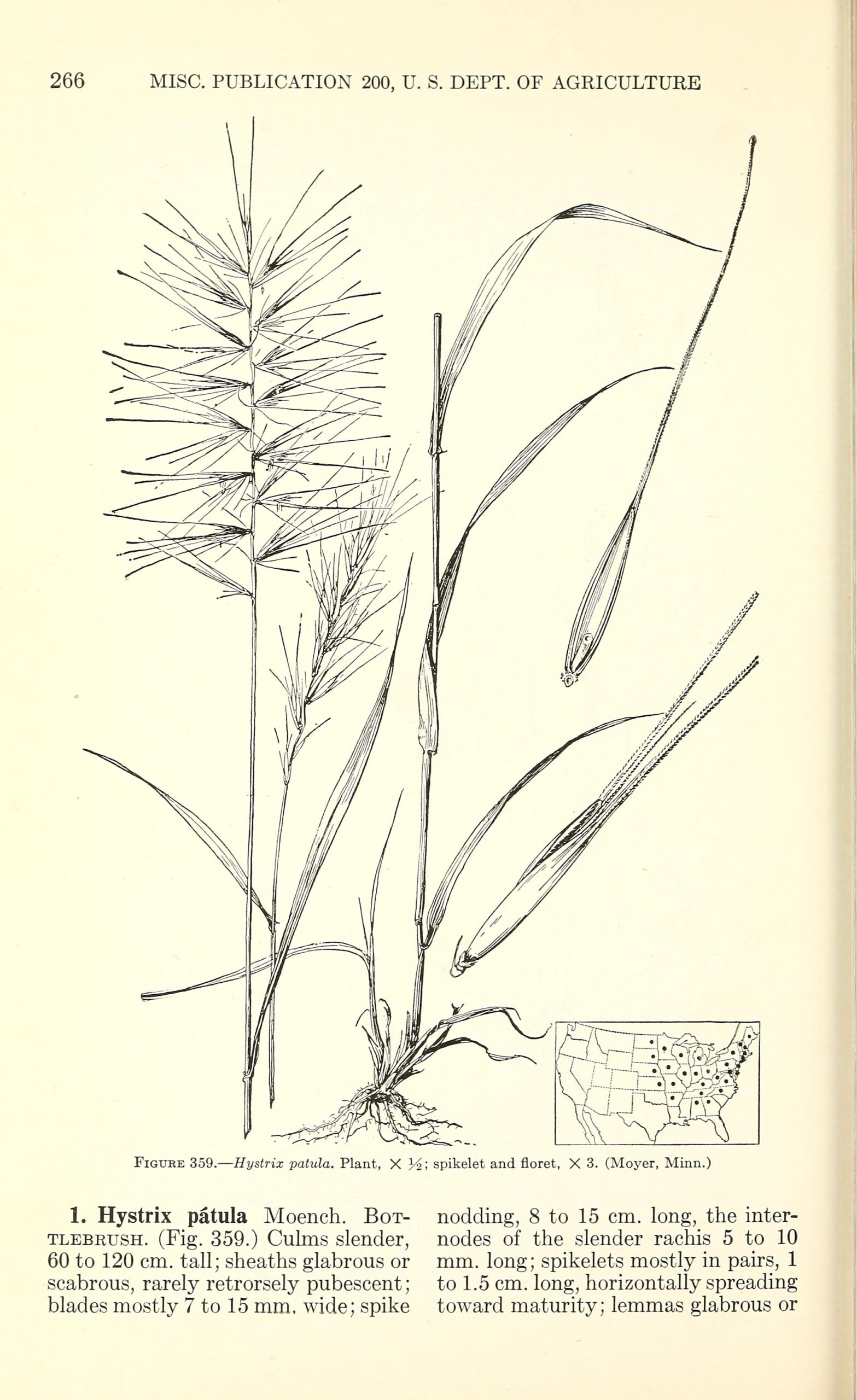 Hystrix patula