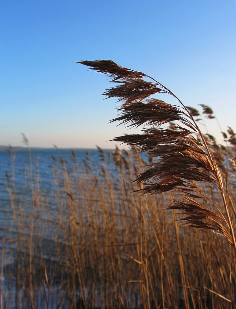 Rákos obecný Rákos obecný (Phragmites australis)