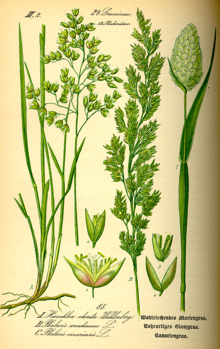 Lesknice kanárská (Phalaris canariensis)