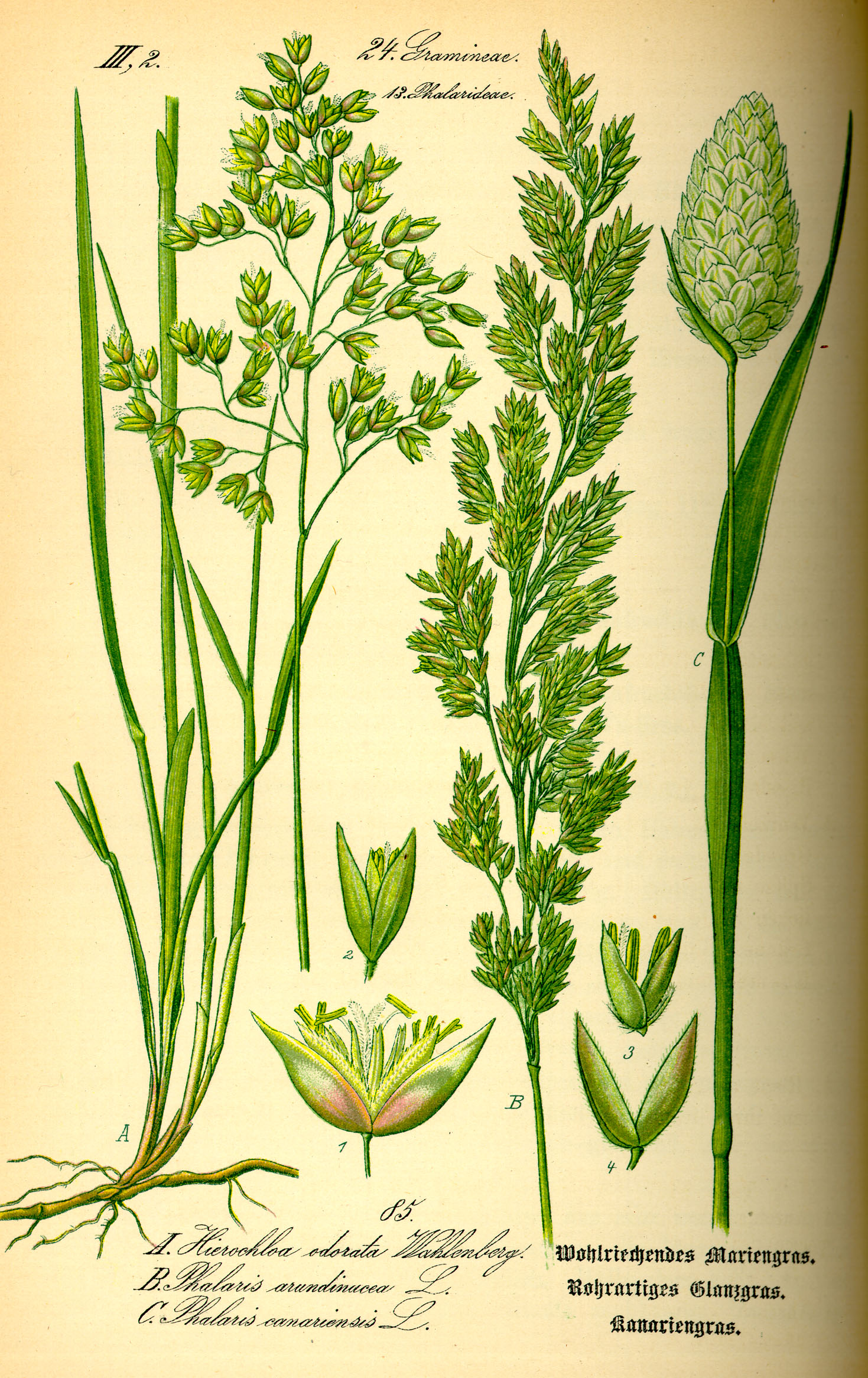 Lesknice kanárská