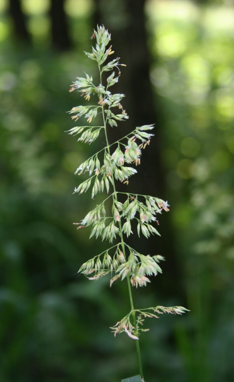 Lesknice rákosovitá (Phalaris arundinacea)