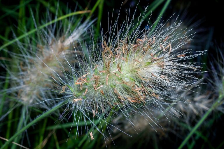 Dochan huňatý (Pennisetum villosum)