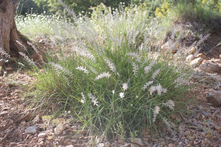 Dochan východní (Pennisetum orientale)