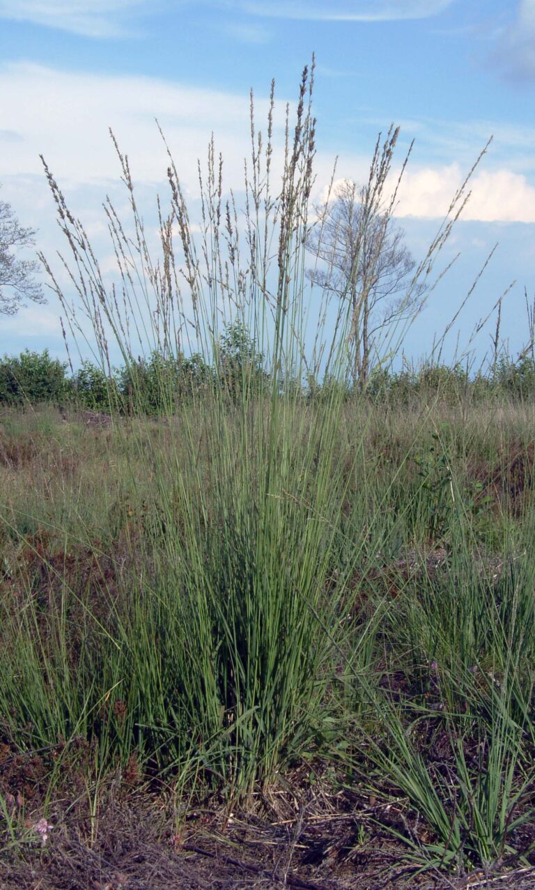 Bezkolenec modrý (Molinia caerulea)