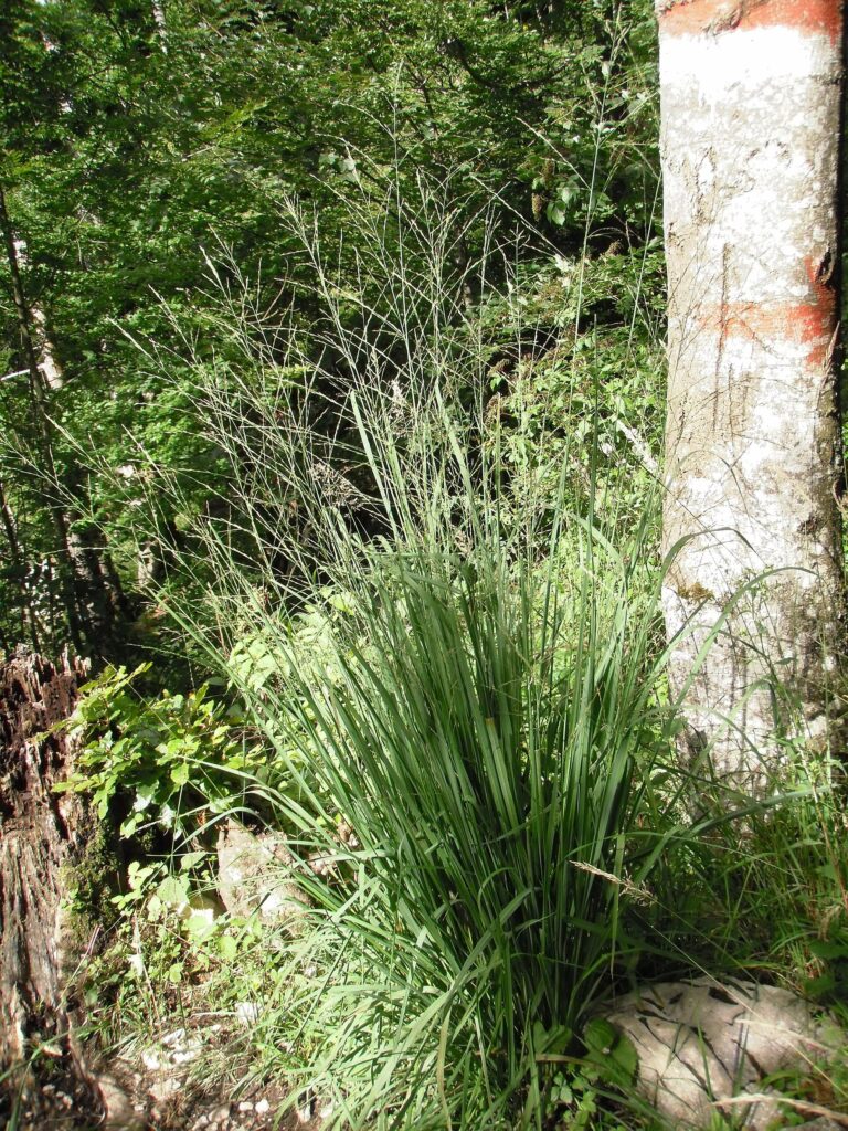 Bezkolenec rákosovitý (Molinia arundinacea)