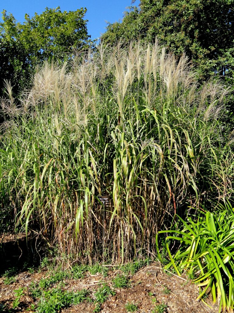 Ozdobnice velká (Miscanthus floridulus)