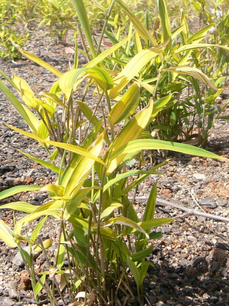 Makino – mnohopučka zelenopruhatá (Pleioblastus viridistriatus)