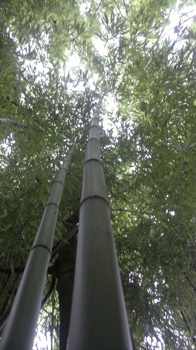 Listoklasec zelenosivý Listoklasec zelenosivý (Phyllostachys viridiglaucescens)