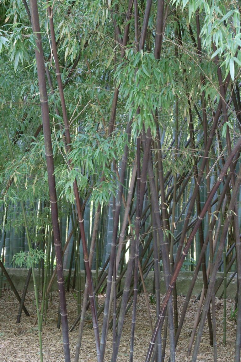 Listoklasec černý Listoklasec černý (Phyllostachys nigra)
