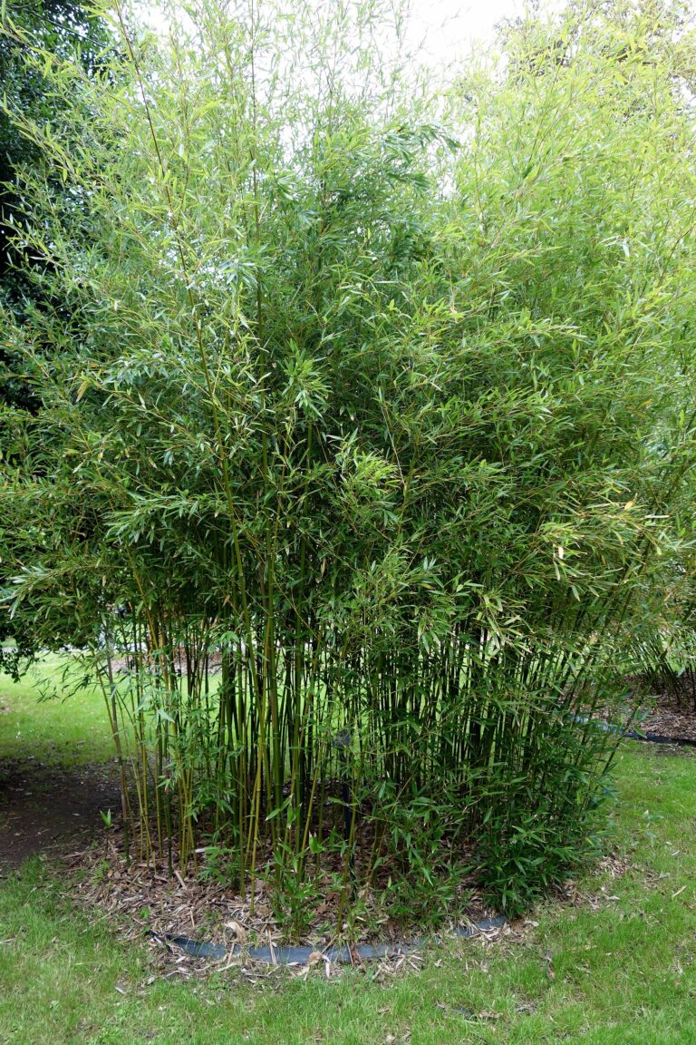 Listoklasec nízký Listoklasec nízký (Phyllostachys humilis)
