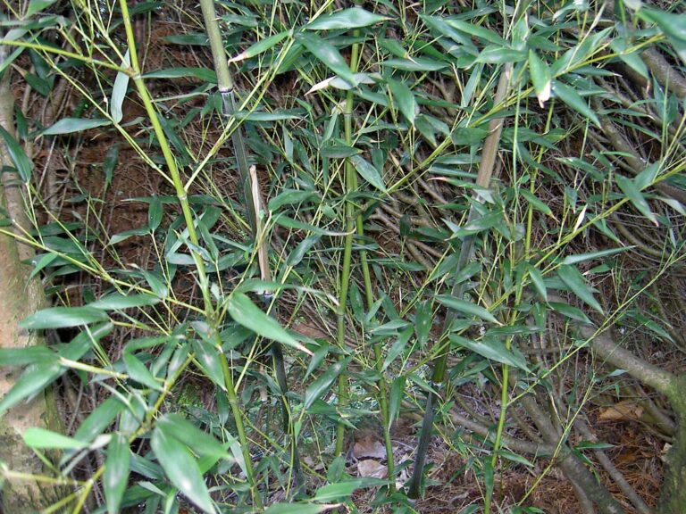 Listoklasec bissetův (Phyllostachys bissetii)