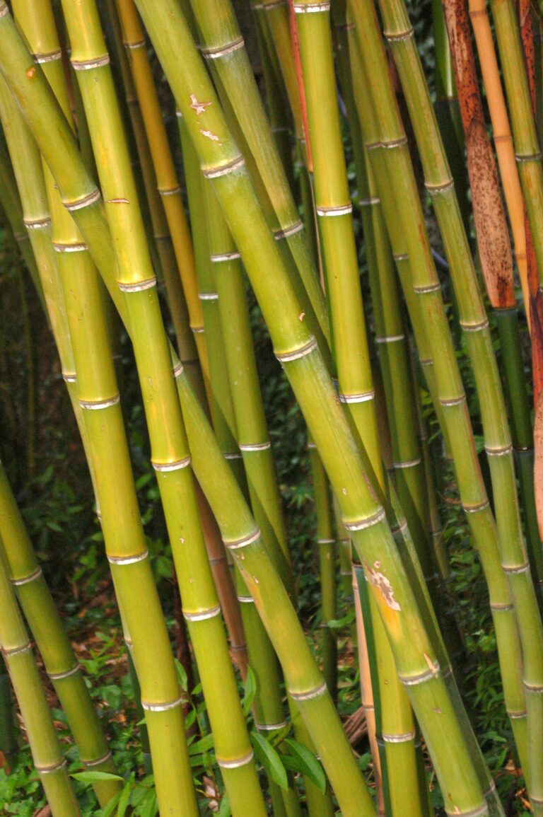 Listoklasec bambusovitý Listoklasec bambusovitý (Phyllostachys bambusoides)
