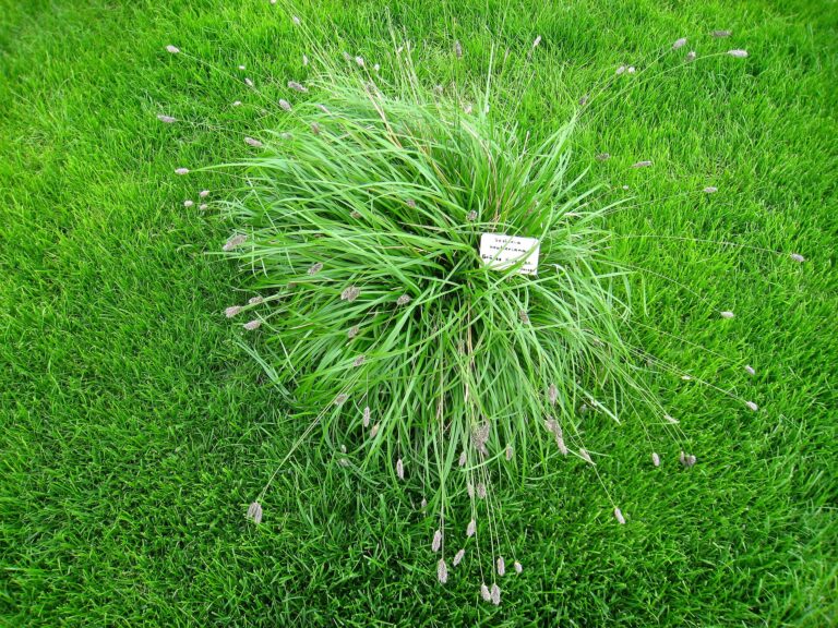 Pěchava heuflerova (Sesleria heufleriana)