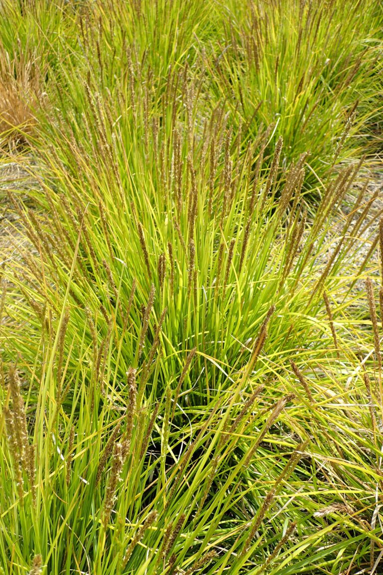 Pěchava podzimní (Sesleria autumnalis)