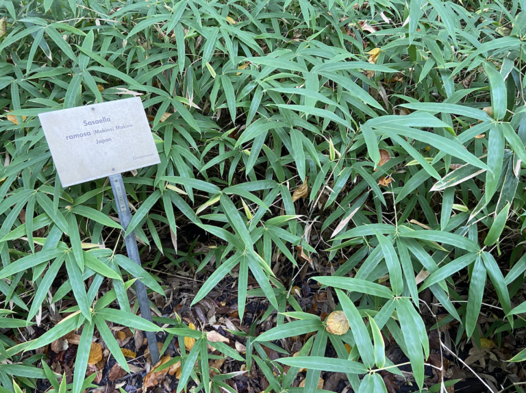 Sasaella ramosa (Sasaella ramosa)