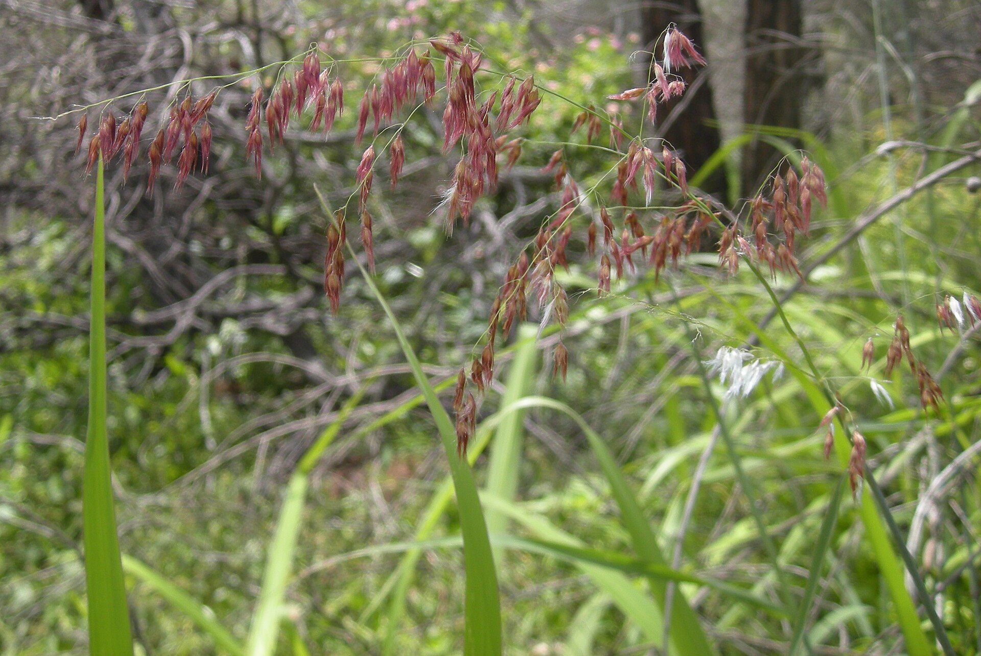 Rhynchelytrum repens