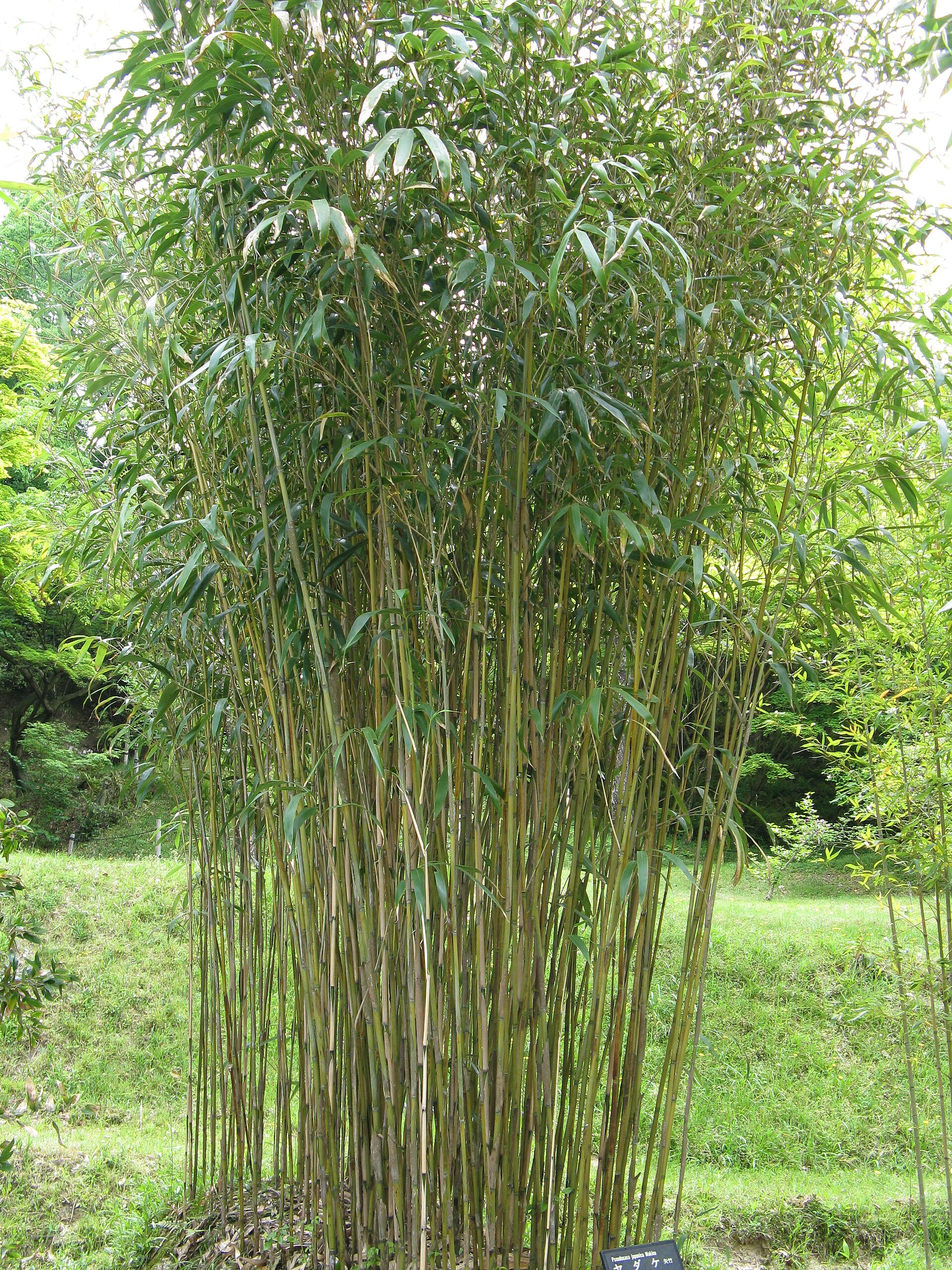 Pseudosasa japonská