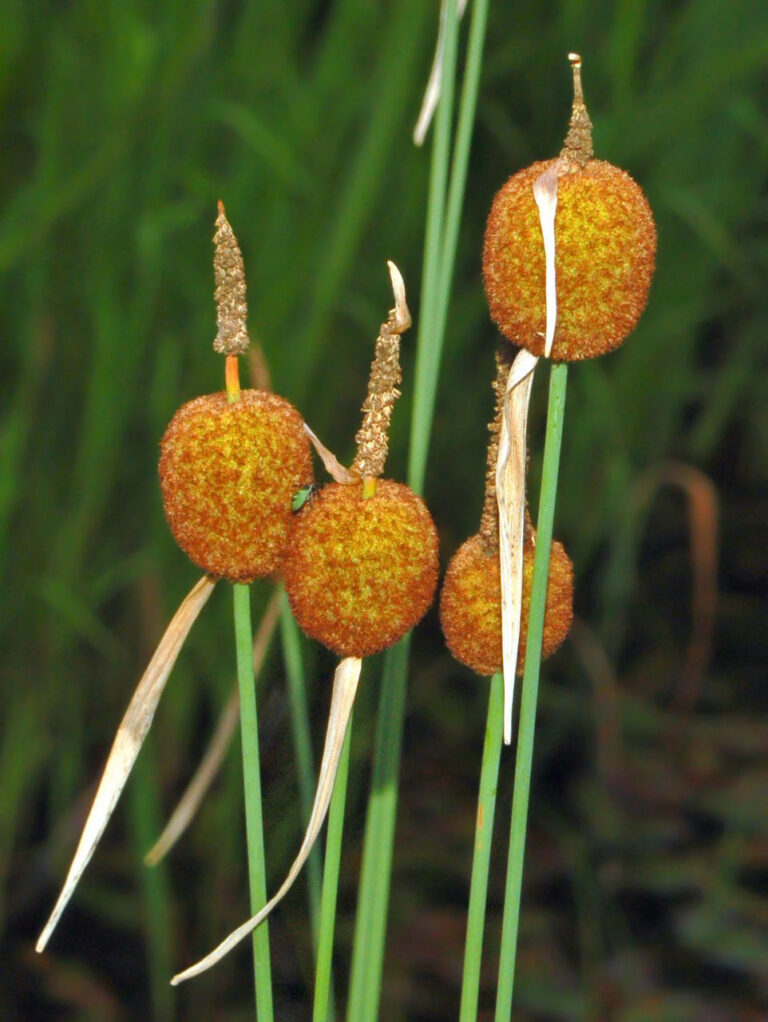 Orobinec nejmenší (Typha minima)