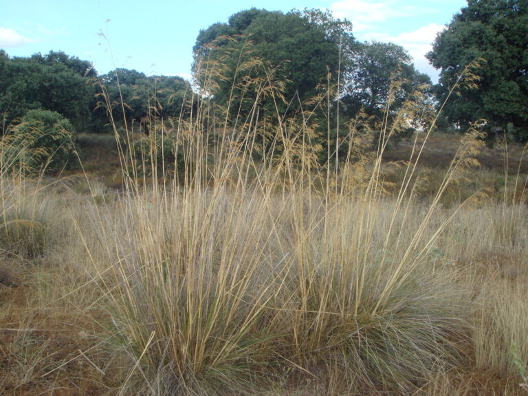 Kavyl obrovský (Stipa gigantea)
