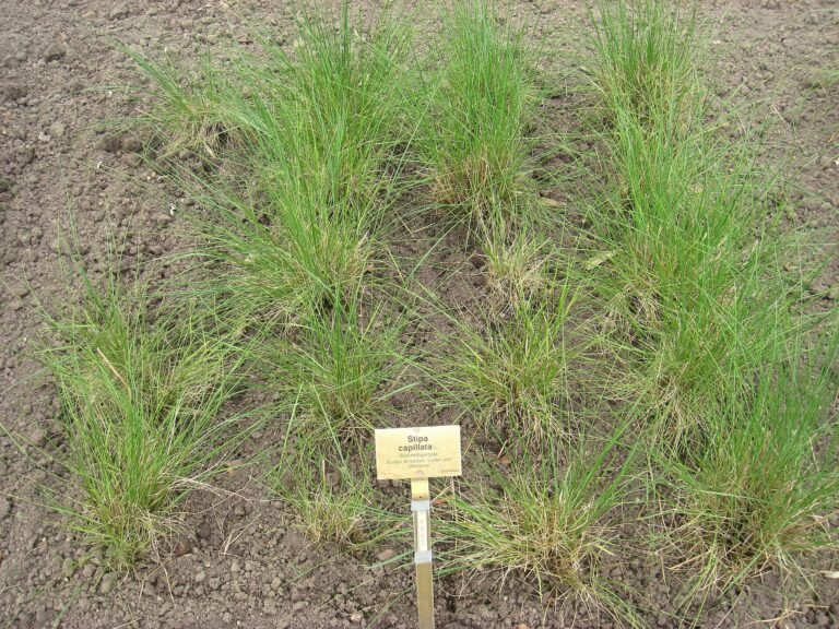 Kavyl vláskovitý (Stipa capillata)