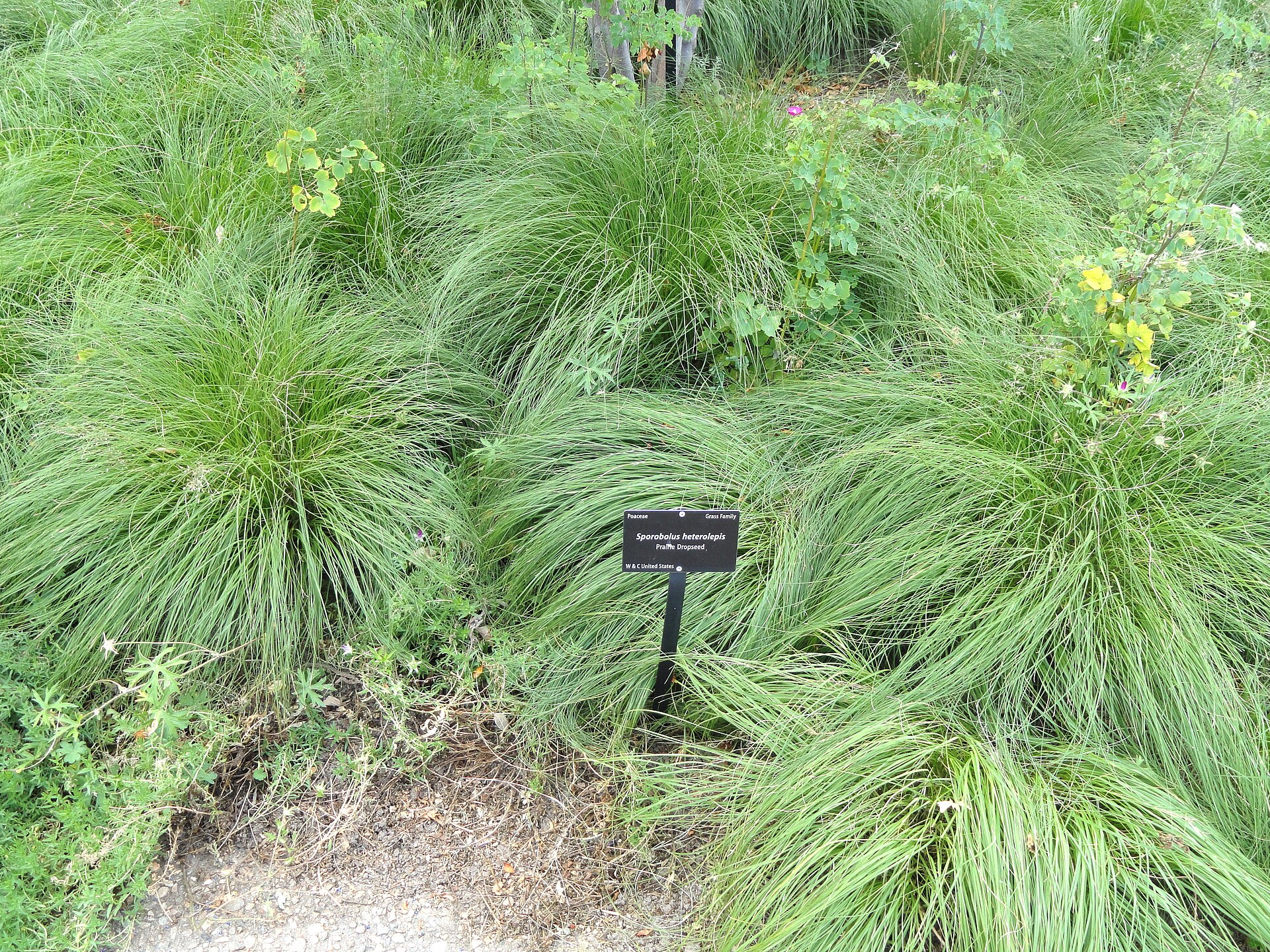 Sporobolus heterolepis