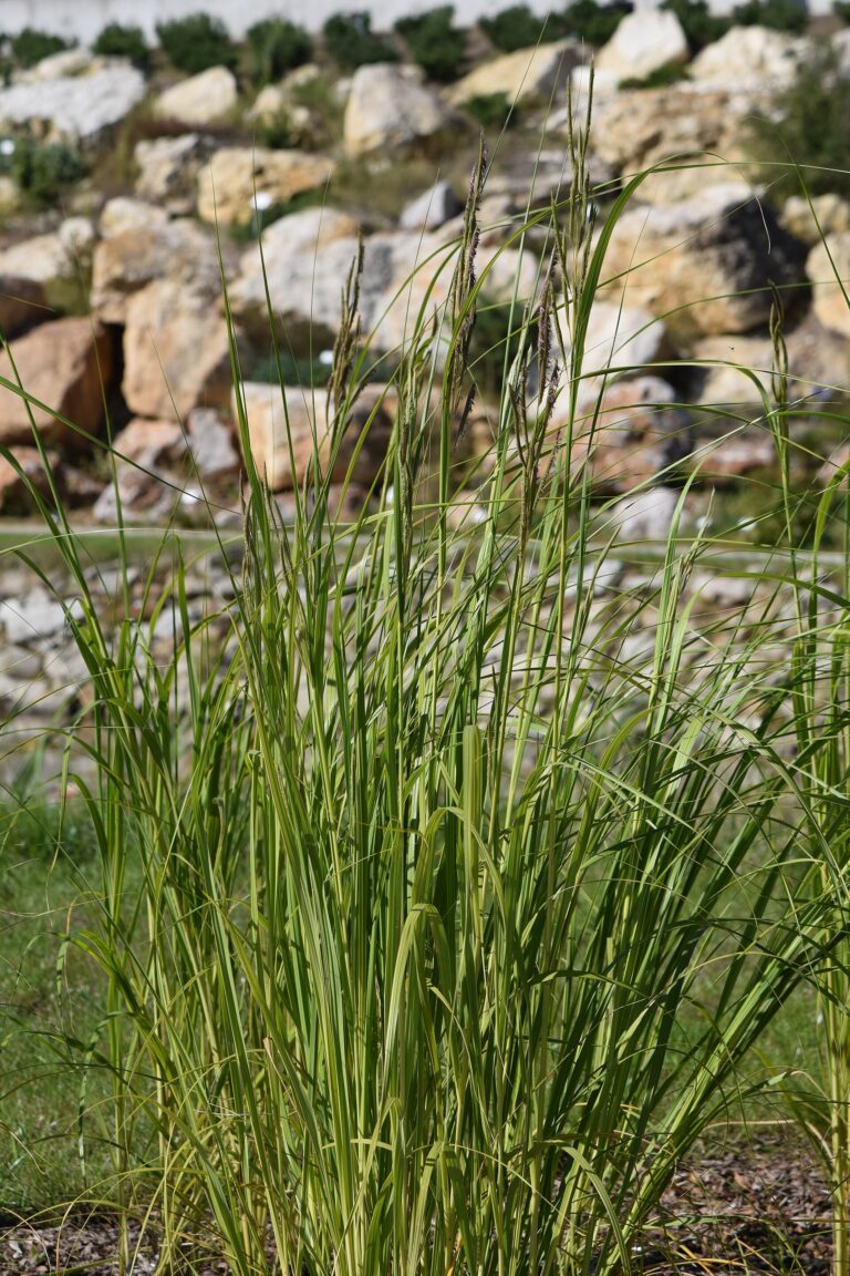 Spartina pectinata (Spartina pectinata)