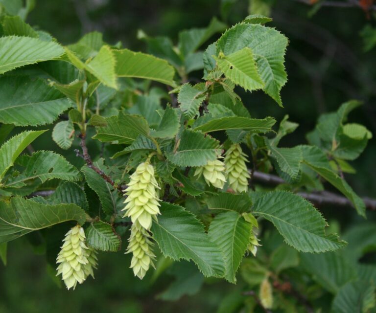 Habrovec habrolistý (Ostrya carpinifolia)
