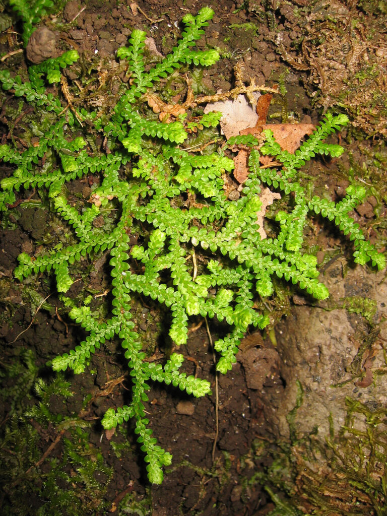 Vraneček zoubkatý (Selaginella denticulata)