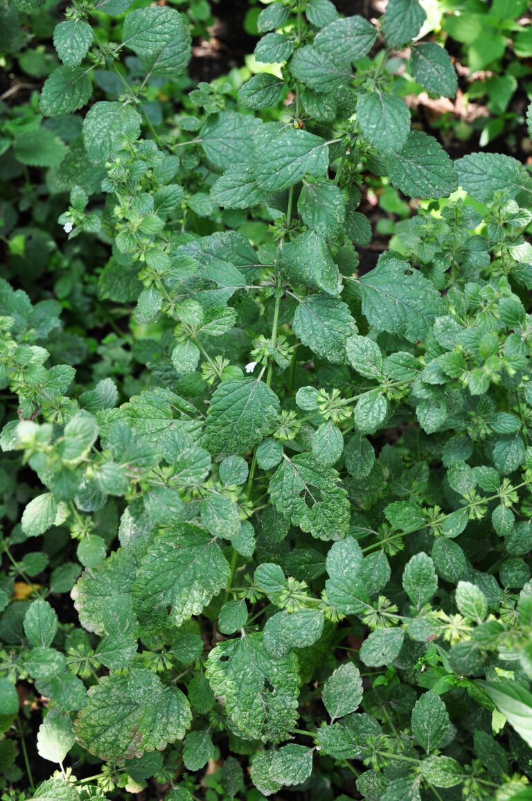 Meduňka lékařská (Melissa officinalis)