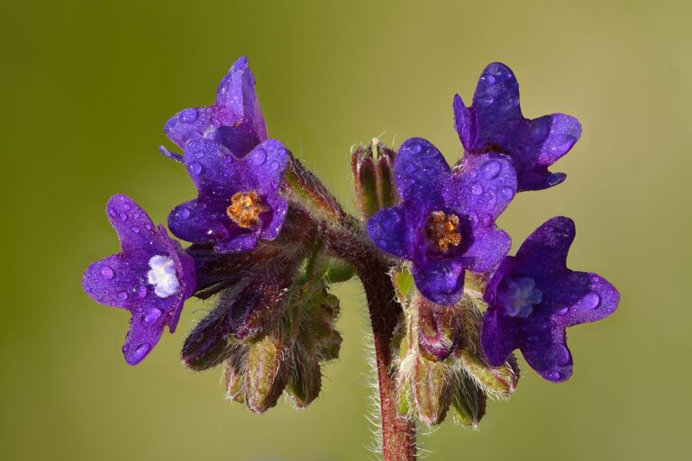Pilát lékařský Pilát lékařský (Anchusa officinalis)