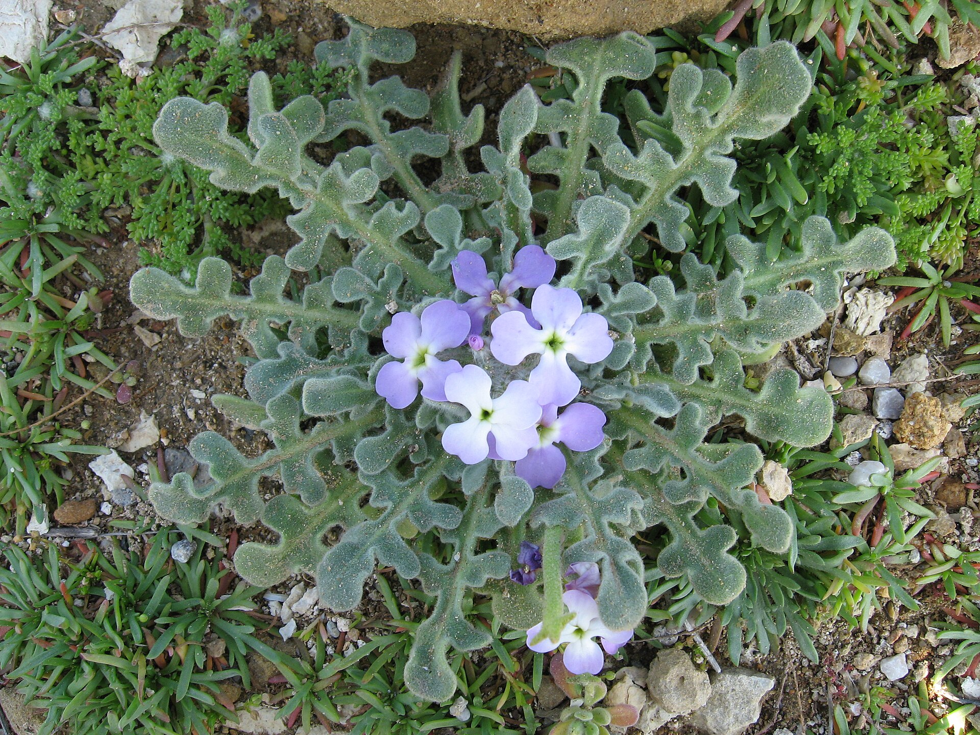 Matiola trojrohá