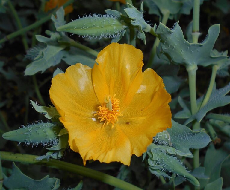 Rohatec žlutý (Glaucium flavum)