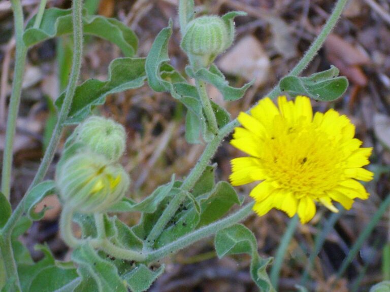 Andryala vlnatá (Andryala integrifolia)