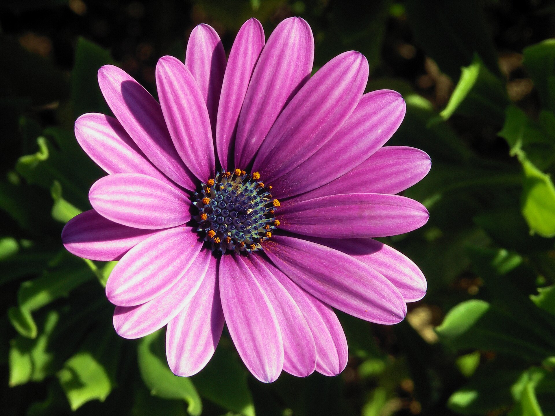 Osteospermum kapské