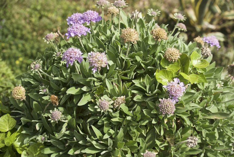 Hlaváč krétský Hlaváč krétský (Scabiosa cretica)