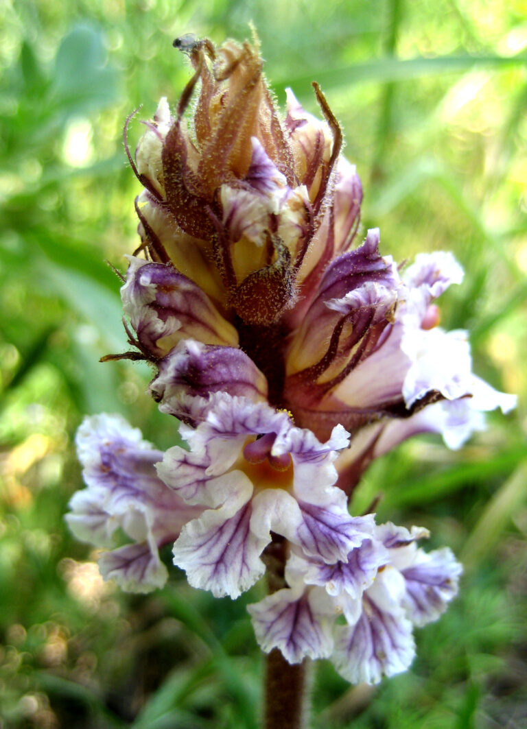 Záraza vroubená Záraza vroubená (Orobanche crenata)