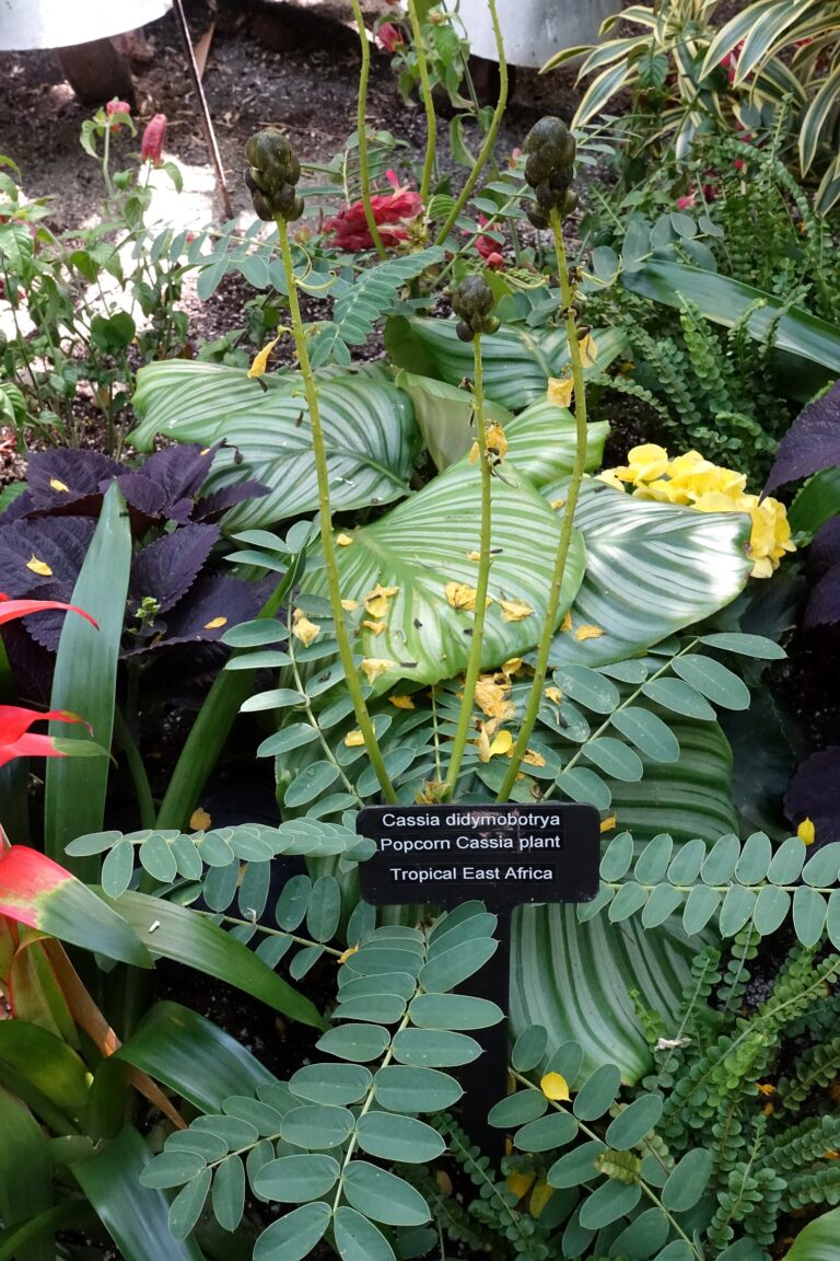 Kasie dvouhroznová (Cassia didymobotrya)
